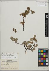 Foto von Salix arctica Pall. x Salix pedicellaris Pursh
